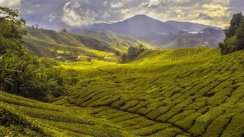 14 Essential Experiences for a Memorable Trip in Cameron Highlands