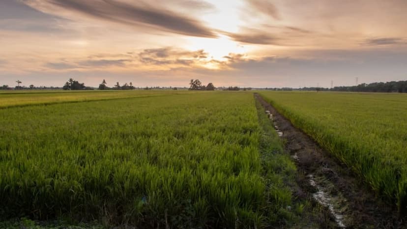 Top 5 Cultural and Natural Highlights of Sekinchan, Malaysia